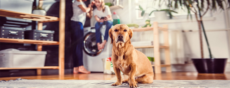 Come Lavare Le Coperte Degli Animali Domestici Con Igenial