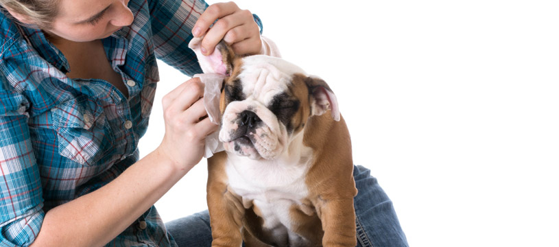 asciugare le orecchie del cane per prevenire problemi