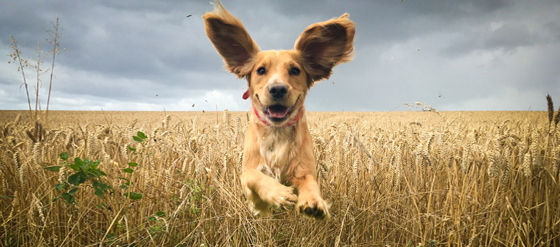 orecchie pulite del cane contento