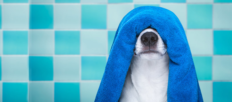 come lavare il cane, consigli utili per la pulizia del vostro animale preferito
