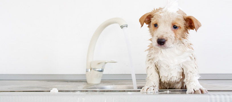 come lavare il cucciolo di cane