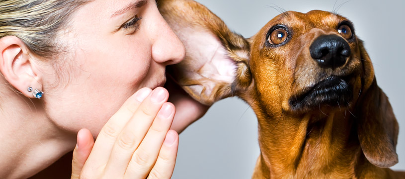 come pulire le orecchie del cane con cura 