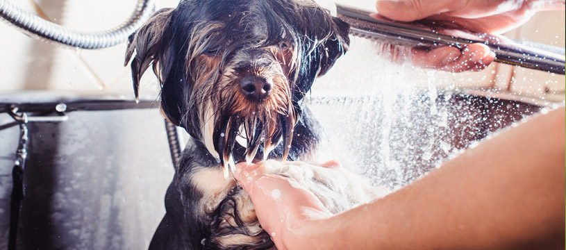 lavare il cane pulizia da eseguire una volta al mese