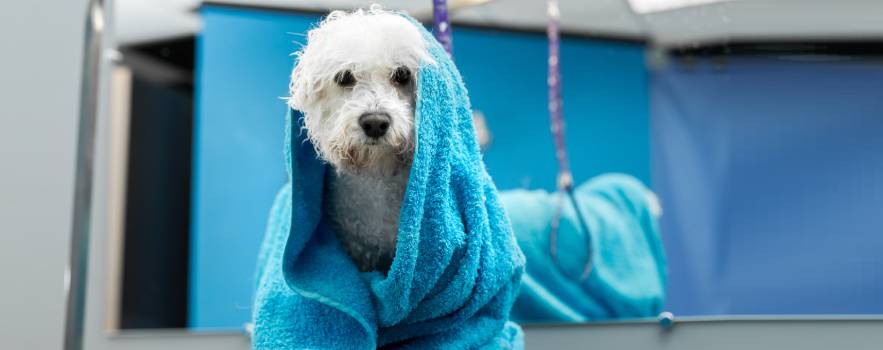 Utilizzare acqua con ozono per la pulizia dei cani