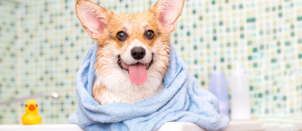 Lavare il cane con acqua ozonizzata per lenire il prurito